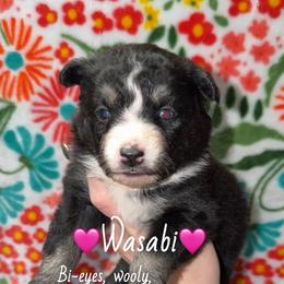 Wasabi - Black female Pomsky puppy in Centerville, Iowa from LJ Kennels Pomskies, LLC