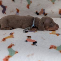 Light Blue Boy - Fawn (isabella) and tan male Dachshund puppy in Cypress, California from Ferrario Dachshunds