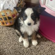 Sporty Mix Puppies from Ebonheart Kennel