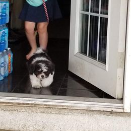 Benji - Shih Tzu