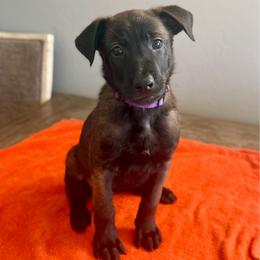 Padme (Purple) - Black sable female Belgian Malinois puppy in Buckeue, Arizona from Légende Vivante Du Chief Kennel
