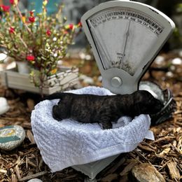 Boy 1 - Black and cream male Dachshund puppy in Crestview, Florida from Neverending Dachies
