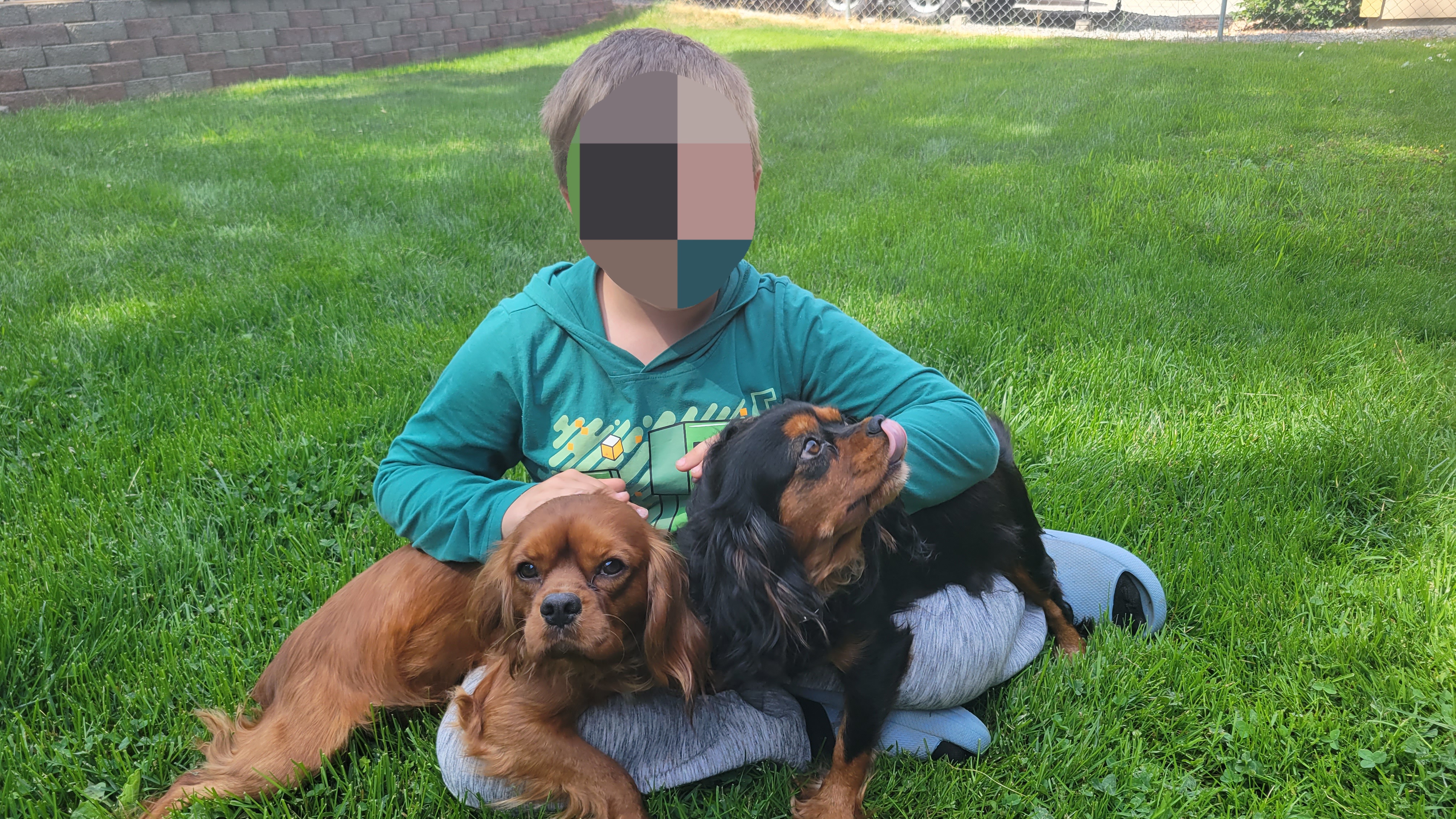 Cavalier King Charles Spaniel All Grown Up from Olga Kozubenko