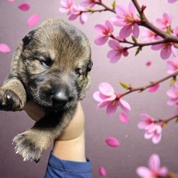 Potsie - Sable male German Shepherd puppy in Oakland, Oregon from VHM German Shepherds