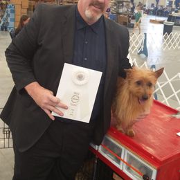 Australian Terriers from Heartland Australian Terriers