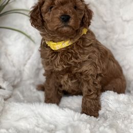 Poodle Puppies from Maria Sedano