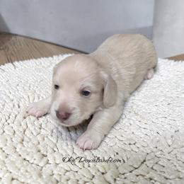Massey - Cream male Dachshund puppy in Oklahoma City, Oklahoma from OkieDoxieland Dachshunds