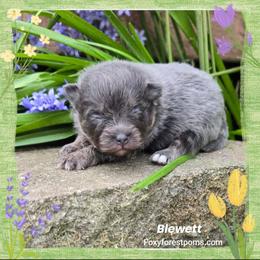 Blewett - Blue and tan male Pomeranian puppy in Eatonville, Washington from Foxy Forest Poms