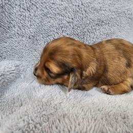 Boy 2 - Red male Dachshund puppy in Osawatomie, Kansas from Lindsays long haired doxies