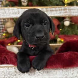 Pink - Black female Labrador Retriever puppy in Kinta, Oklahoma from Beaver Creek Kennels