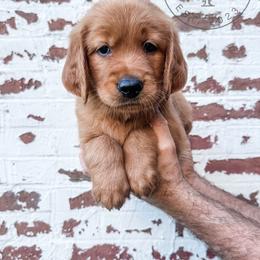 Rocky - red - Dark golden male Golden Retriever puppy in Greeneville, Tennessee from Cultivate Farm