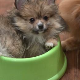 STORMI - Cream sable female Pomeranian puppy in El Centro, California from BabyBooPoms