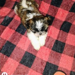 Boy 1 - male Shih Tzu puppy in Englewood, New Jersey from Sincerely Paws