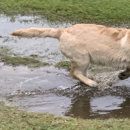 Australian Shepherds and Golden Retrievers from Painted Platinum Australian Shepherds and Golden Retrievers  (PPK)