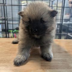 PURPLE GIRL - Black and silver female Keeshond puppy in Fayetteville, Tennessee from Erbekees-Keeshonden