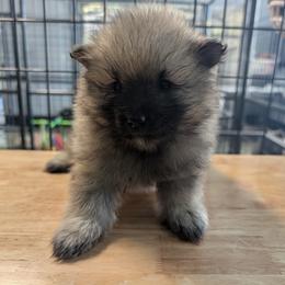 PURPLE GIRL - Black and silver female Keeshond puppy in Fayetteville, Tennessee from Erbekees-Keeshonden