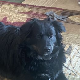 Mr. Cash - Miniature Australian Shepherd
