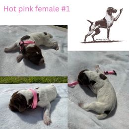 Luna Lovegood - Liver and white female German Shorthaired Pointer puppy in Brooklyn, Michigan from BadboysGSPS