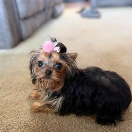 Poppy - Black and gold female Yorkshire Terrier puppy in Fredericksburg, Indiana from Yorkie Blessings
