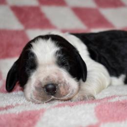 Kristoff - Black and white male English Springer Spaniel puppy in Chapmansboro, Tennessee from Balthrop Bend Farms