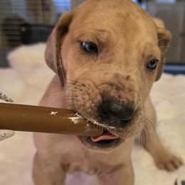 Ash - Merle male Great Dane puppy in Albany, Oregon from Red Cloud Australian Shepherds and DeGray Great Danes & Bulldogs