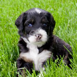Muffin - Black tri-color female Aussiedoodle puppy in Decatur, Illinois from Signature Doodles