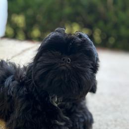 Winnie - Tricolor female Shih Tzu puppy in Statesboro, Georgia from Magnolia Small Breeds