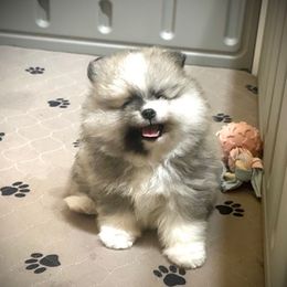 Puppy2 - Cream sable parti female Pomeranian puppy in Royston, Georgia from SouthernHearts Poms