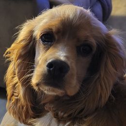 Boykin Spaniels from Waddell-Kennels