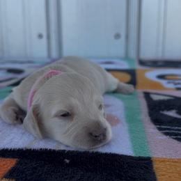 Pink - Cream female Dachshund puppy in Poteau, Oklahoma from Sisters Dazzling Dachshunds