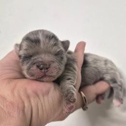 AKC Joffrey - Merle male Chihuahua puppy in Silver Summit, Utah from Snow Peak Kennel
