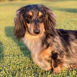 Dachshunds from Doggy Style Acres