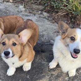 Miniature Australian Shepherd and Pembroke Welsh Corgi Puppies from Grit Phillips