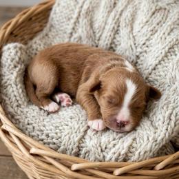 Mario - Red male Cavapoo puppy in Salt Lake City, Utah from SunnySide Mini Doodles