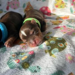 Crumpet (green) - Chocolate, tan and white male Yorkshire Terrier puppy in Parkersburg, West Virginia from Chocolate Diamonds in the RUFF
