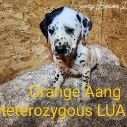 Dalmatian Puppies from Spotty Bottom Dalmatians