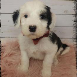 Frieda - Black and white female Sheepadoodle puppy in Farley, Iowa from Iowa's Doodle Co.