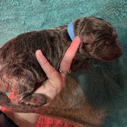 Boy 2 - male German Shepherd puppy in Dallas, Pennsylvania from Mountainside German Shepherds