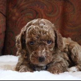 Sonny - Apricot male Poodle puppy in Somerset, Ohio from Odyssey Pups