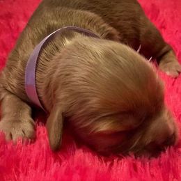 Cavalier King Charles Spaniel Puppies from Pleasant Meadows