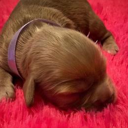 Cavalier King Charles Spaniel Puppies from Pleasant Meadows