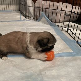Shih Tzu Puppies from Little Lion Puppies