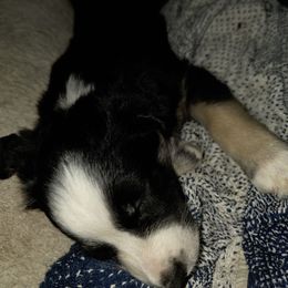 Crystal - Black & white female Australian Shepherd puppy in Fairmont, West Virginia from Country Roads Australian Shepherds