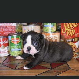 Michael - Black and white Boston Terrier puppy in New Cumberland, Pennsylvania from BB and C Bostons