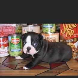 Michael - Black and white Boston Terrier puppy in New Cumberland, Pennsylvania from BB and C Bostons