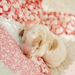 Poodle Puppies from Setting the Standard Poodles