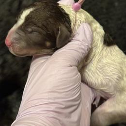 Chanel - Parti female Poodle puppy in Independence, Kansas from Malone Standard Poodles