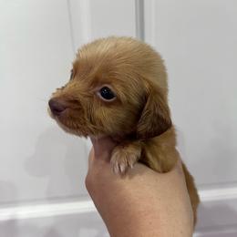 Gregory Bridgerton - Red male Dachshund puppy in Fort Myers, Florida from Lady Margery’s Dachshunds
