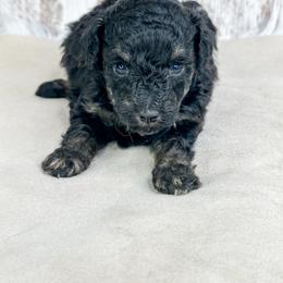 Samaria - Phantom female Poodle puppy in Flint, Michigan from Anytime Doodles