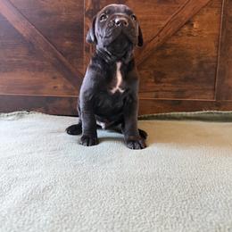 Cane Corso Puppies from Cowan Farms